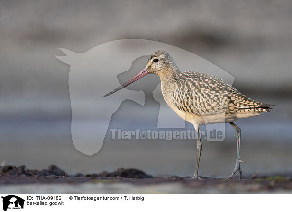 Pfuhlschnepfe / bar-tailed godwit / THA-09182