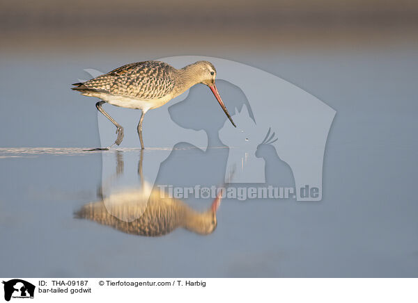 Pfuhlschnepfe / bar-tailed godwit / THA-09187