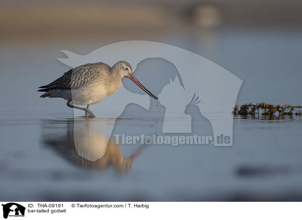 Pfuhlschnepfe / bar-tailed godwit / THA-09191