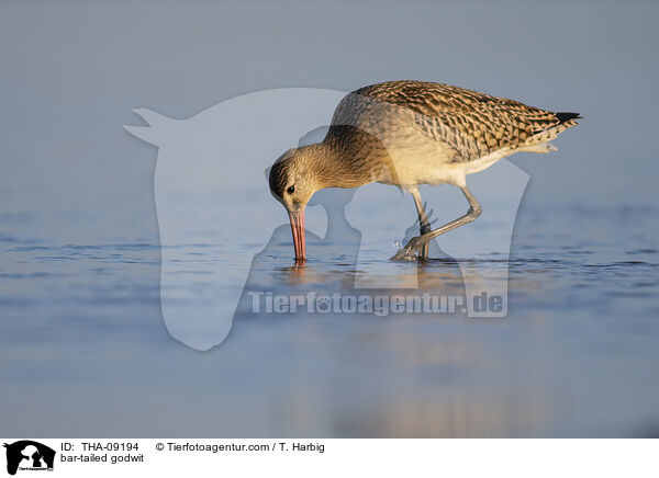 Pfuhlschnepfe / bar-tailed godwit / THA-09194