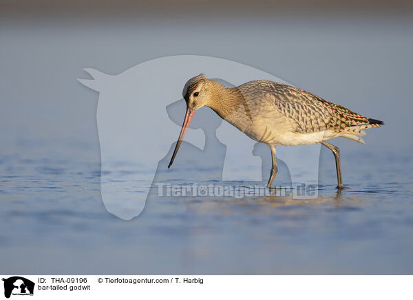 Pfuhlschnepfe / bar-tailed godwit / THA-09196