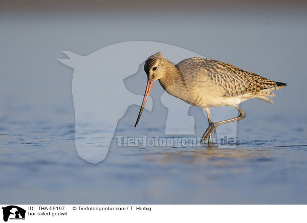 Pfuhlschnepfe / bar-tailed godwit / THA-09197