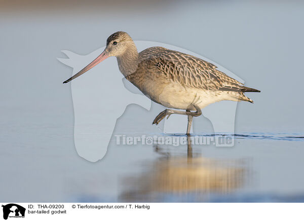 Pfuhlschnepfe / bar-tailed godwit / THA-09200