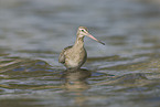 bar-tailed godwit