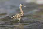 bar-tailed godwit