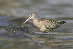 bar-tailed godwit