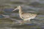 bar-tailed godwit