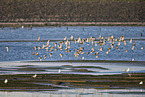 bar-tailed godwits