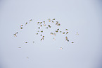 bar-tailed godwits