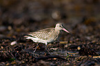 bar-tailed godwit