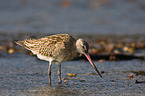 bar-tailed godwit