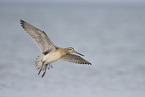 bar-tailed godwit