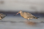 bar-tailed godwit