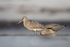 bar-tailed godwit