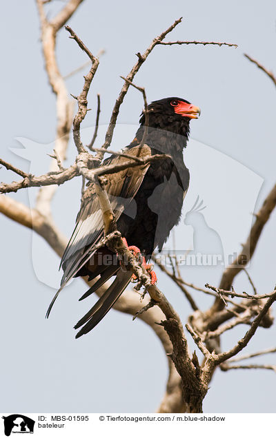 Gaukler / bateleur / MBS-01595