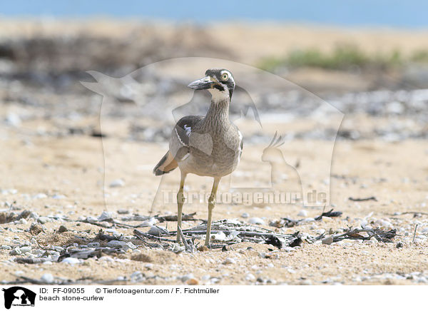 Rifftriel / beach stone-curlew / FF-09055