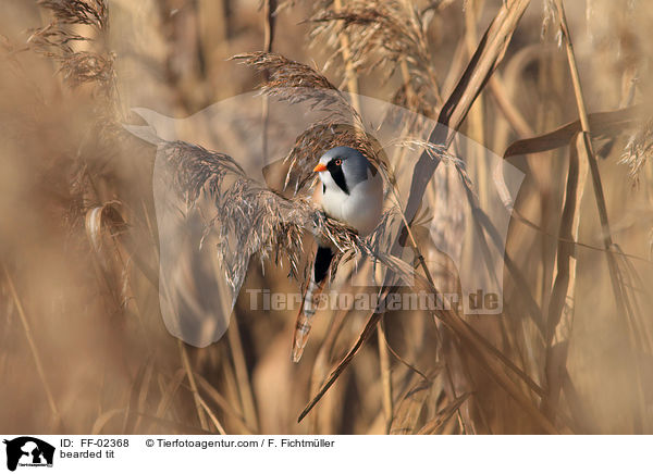 Bartmeise / bearded tit / FF-02368