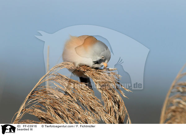 bearded tit / FF-03916