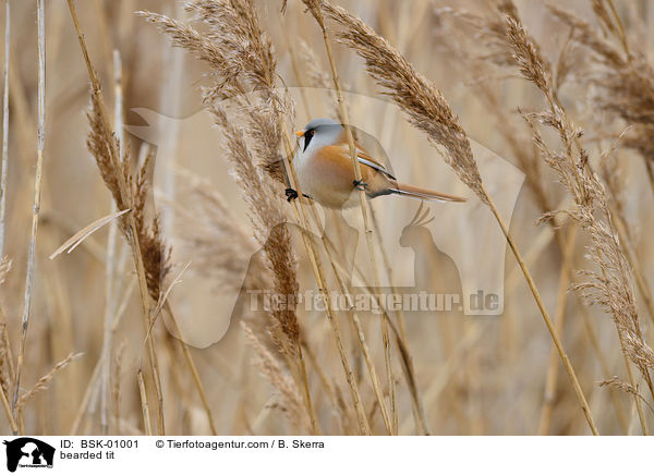 Bartmeise / bearded tit / BSK-01001