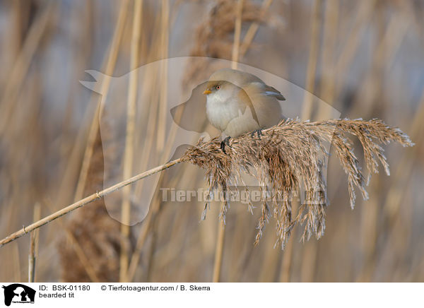 Bartmeise / bearded tit / BSK-01180