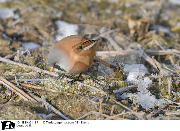 Bartmeise / bearded tit / BSK-01187