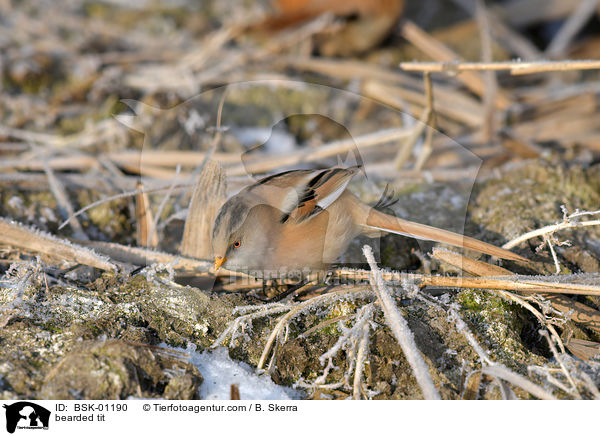 Bartmeise / bearded tit / BSK-01190