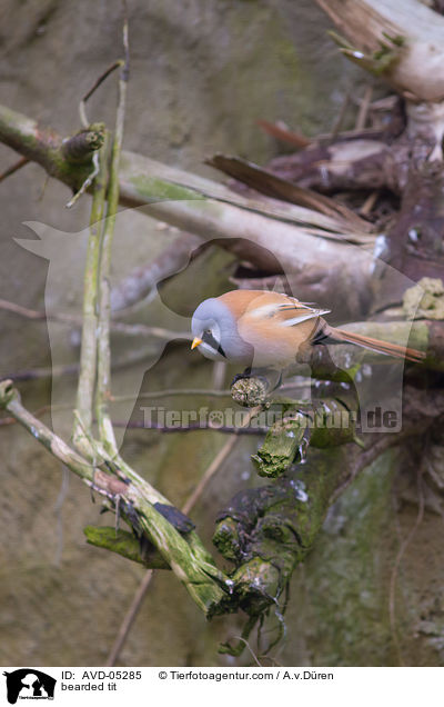 bearded tit / AVD-05285