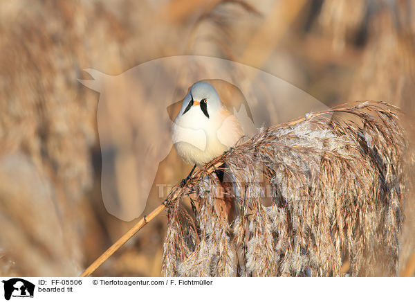 Bartmeise / bearded tit / FF-05506