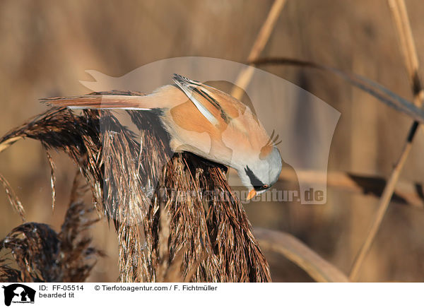 Bartmeise / bearded tit / FF-05514