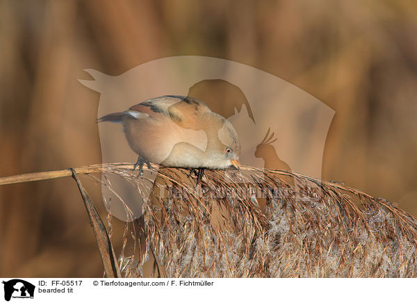 Bartmeise / bearded tit / FF-05517