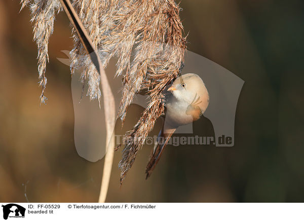 Bartmeise / bearded tit / FF-05529