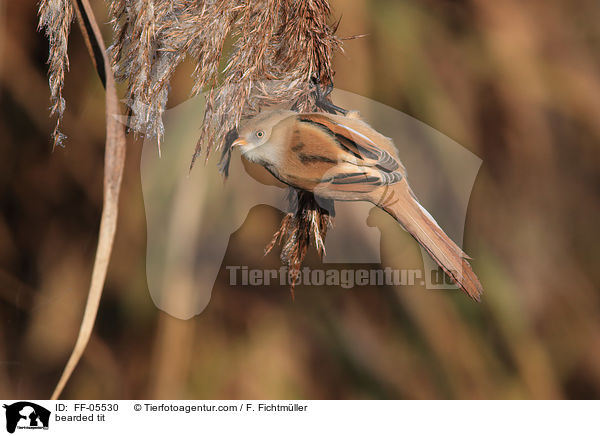 Bartmeise / bearded tit / FF-05530