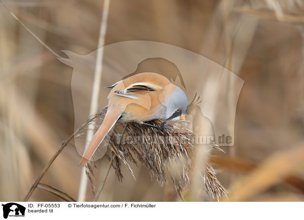 Bartmeise / bearded tit / FF-05553