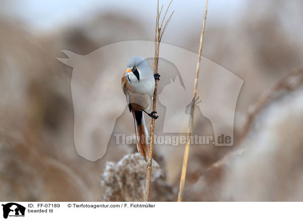 Bartmeise / bearded tit / FF-07189