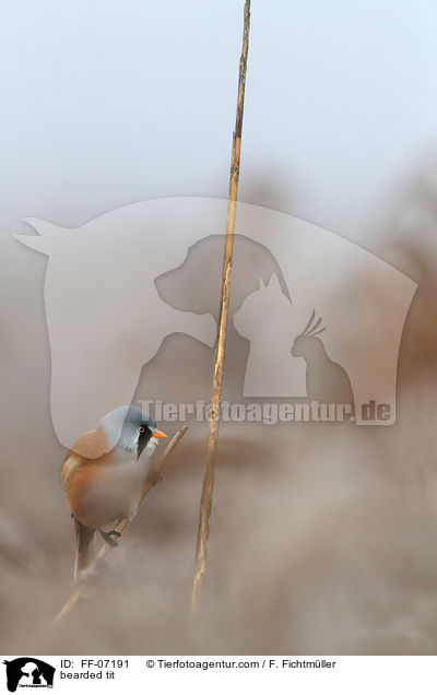 Bartmeise / bearded tit / FF-07191