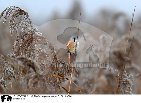 Bartmeise / bearded tit / FF-07192