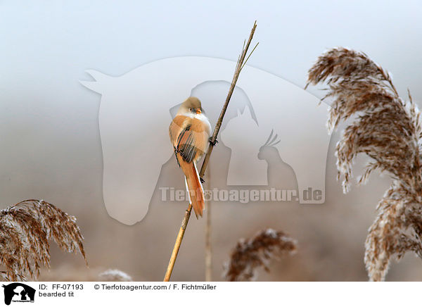 Bartmeise / bearded tit / FF-07193