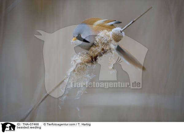 Bartmeise / bearded reedling / THA-07466