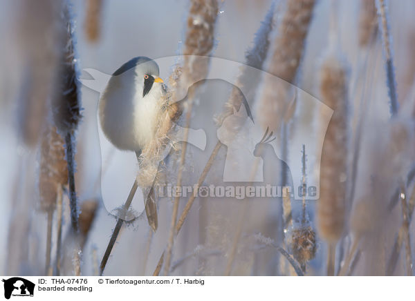 Bartmeise / bearded reedling / THA-07476