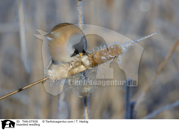 Bartmeise / bearded reedling / THA-07508