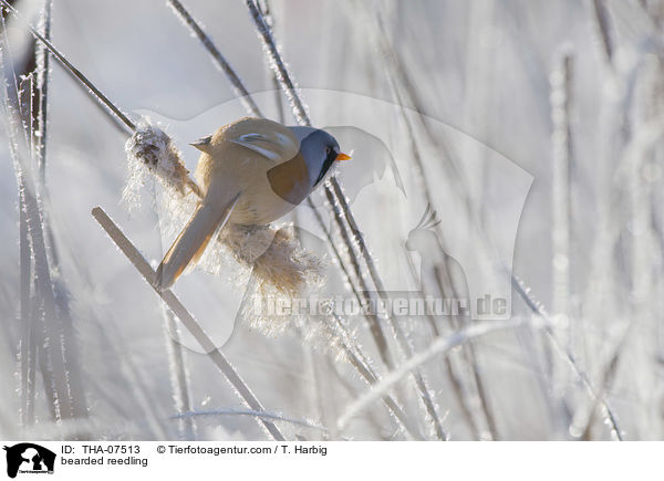 Bartmeise / bearded reedling / THA-07513