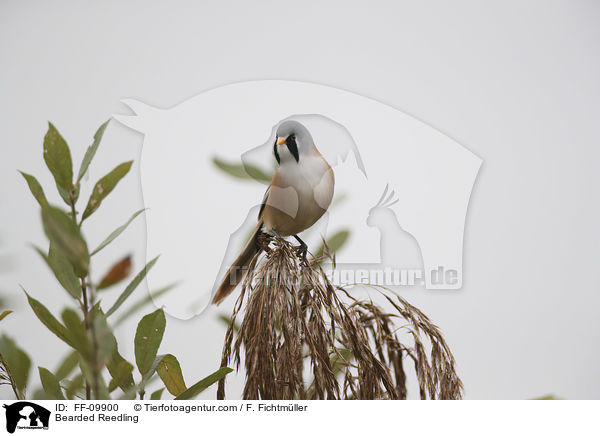 Bartmeise / Bearded Reedling / FF-09900