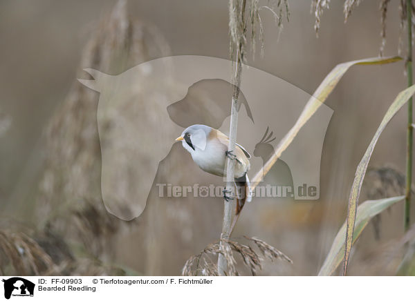 Bartmeise / Bearded Reedling / FF-09903