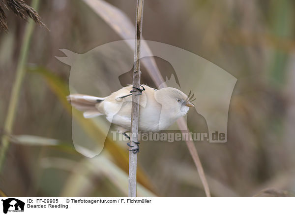 Bartmeise / Bearded Reedling / FF-09905