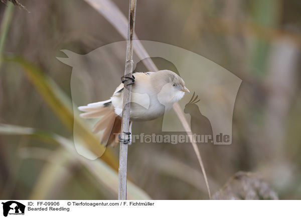 Bartmeise / Bearded Reedling / FF-09906