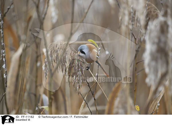 Bartmeise / bearded tit / FF-11182