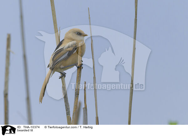 Bartmeise / bearded tit / THA-10374