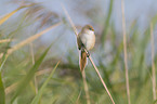 bearded tit