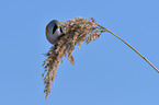 bearded tit