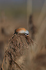 bearded tit